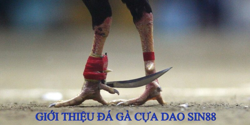 Đá Gà Cựa Dao Sin88 - Thỏa Mãn Đam Mê, Rinh Tiền Thưởng Khủng 1 Đá gà cựa dao là loại hình thi đấu kịch tính tại Sin88