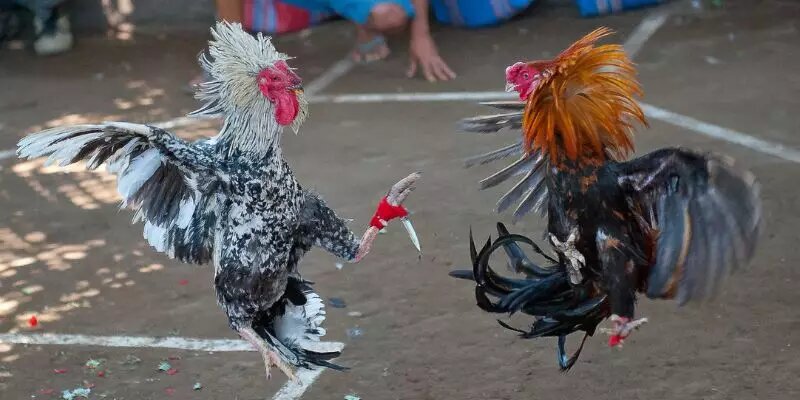 Đá Gà Cựa Dao Sin88 - Thỏa Mãn Đam Mê, Rinh Tiền Thưởng Khủng 3 Hội viên tham gia sảnh đá gà Sin88 được hưởng ưu đãi giá trị