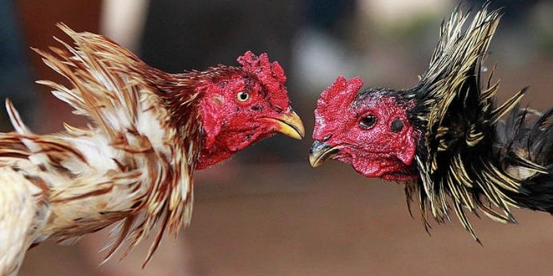 Trực Tiếp Đá Gà Thomo SIN88 - Sân Chơi Đầy Kịch Tính 3 Những khuyến mãi khi cược trực tiếp đá gà Thomo