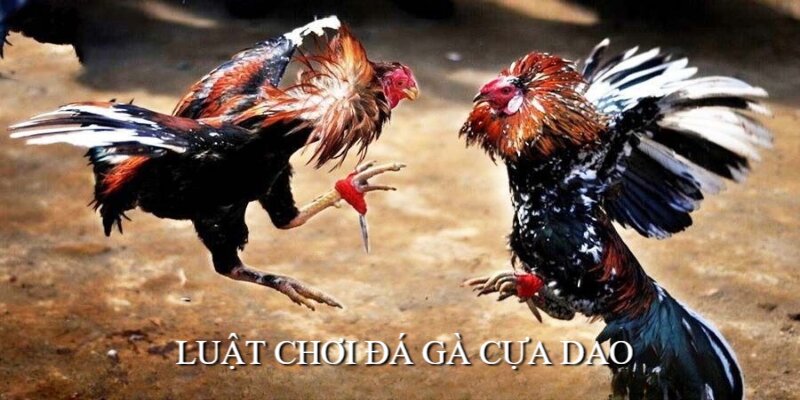 Đá Gà Cựa Dao Sin88 - Thỏa Mãn Đam Mê, Rinh Tiền Thưởng Khủng 2 Nắm được luật chơi chọi gà cựa dao để đặt cược hiệu quả hơn